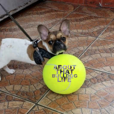 Wide-Load (Ball for Dogs)