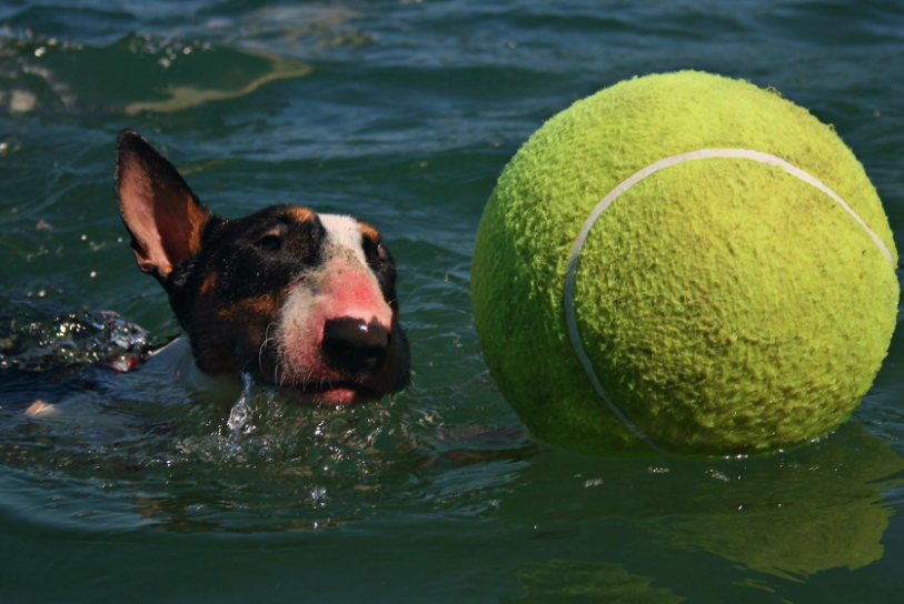 Wide-Load (Ball for Dogs)