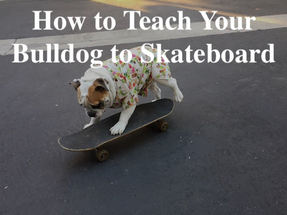 Teaching Your Bulldog New Tricks