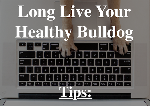 Long-Live Your Healthy Bulldog